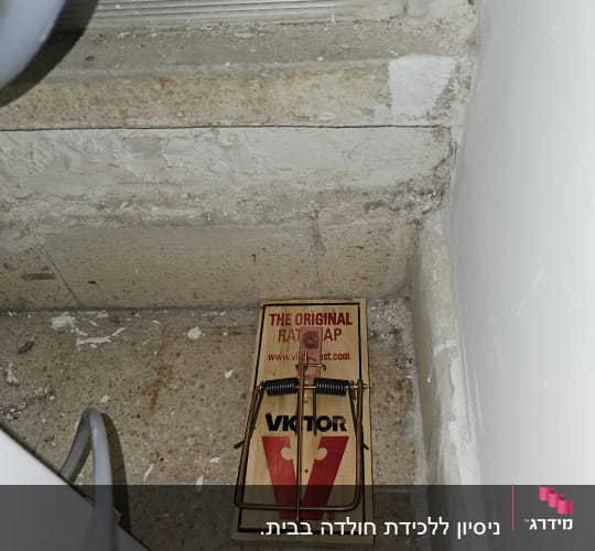 מלכודת עכברים מעץ עם קפיץ מתכת